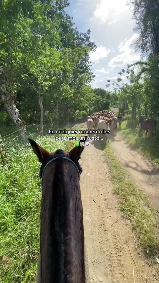 TikTok video thumbnail by jasielleon3