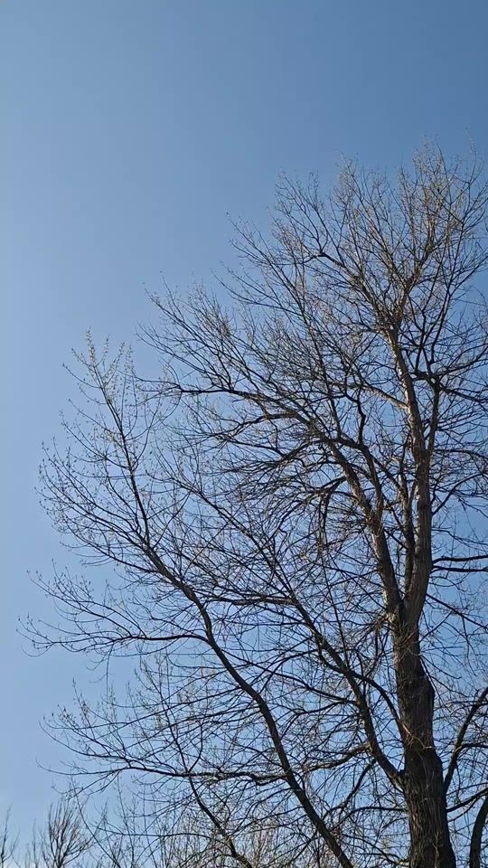 TikTok video thumbnail by gaukoxoro8