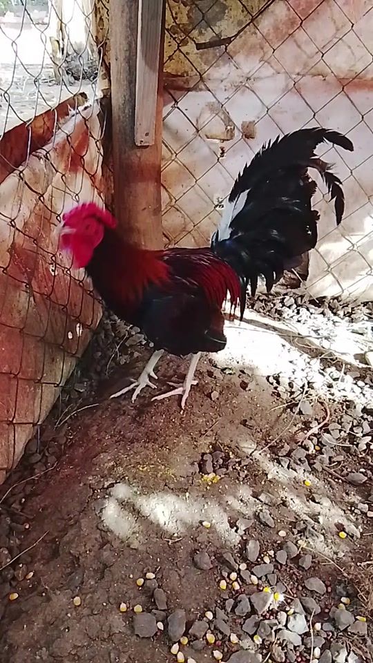 TikTok video thumbnail by cuadraelsolo23