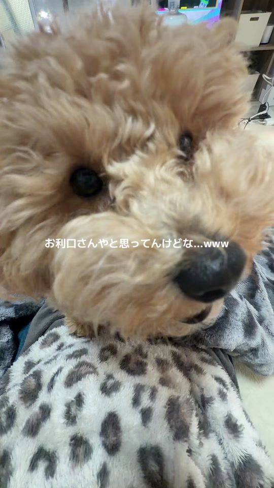 TikTok video thumbnail by charocharo0709