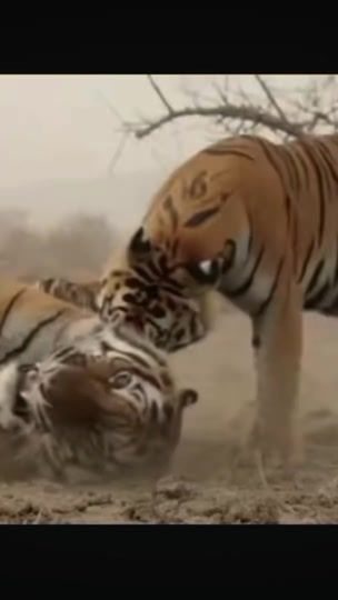 TikTok video thumbnail by wildking59