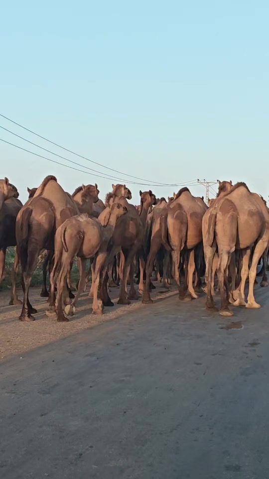 TikTok video thumbnail by khoso.nasar