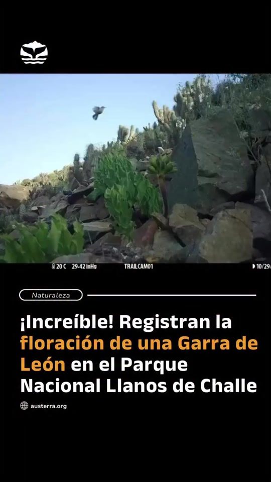 TikTok video thumbnail by austerra_society