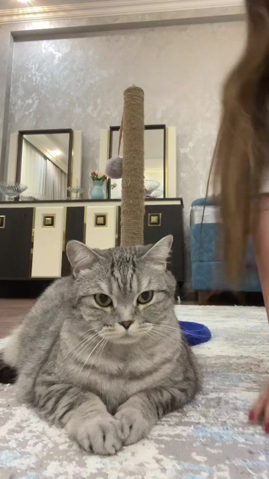 TikTok video thumbnail by porsuxcat