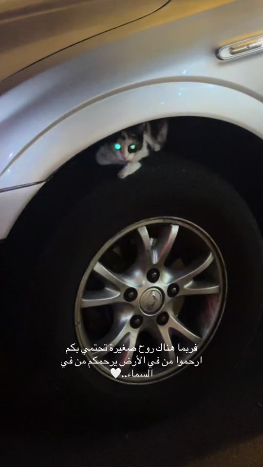 TikTok video thumbnail by meaw8846