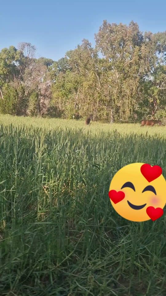 TikTok video thumbnail by sa5694.3