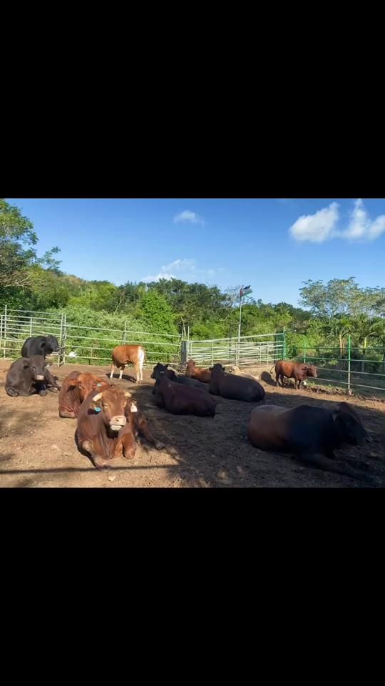 TikTok video thumbnail by mfcfarming