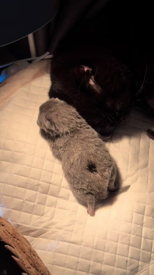 TikTok video thumbnail by olaf_catt