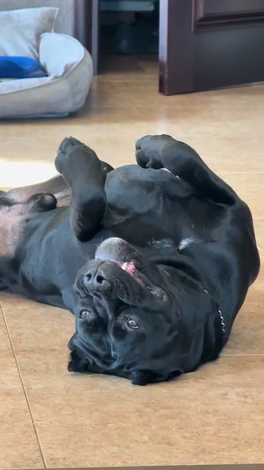 TikTok video thumbnail by turolechka