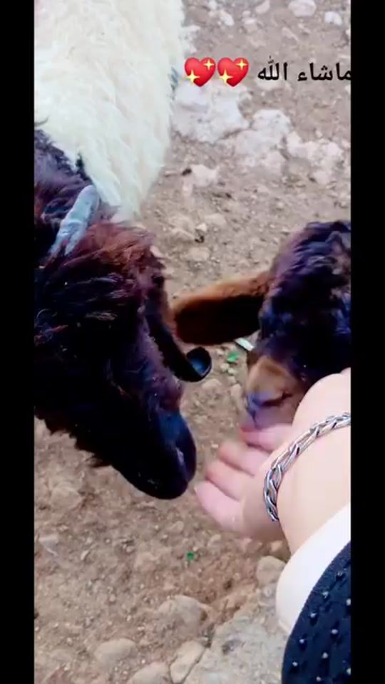 TikTok video thumbnail by shaikhh515