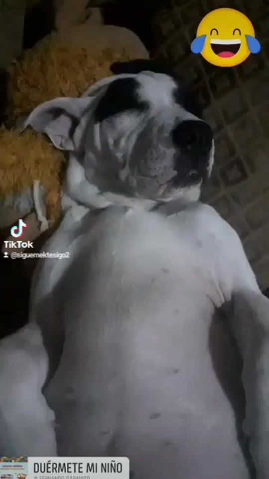 TikTok video thumbnail by davidl281216