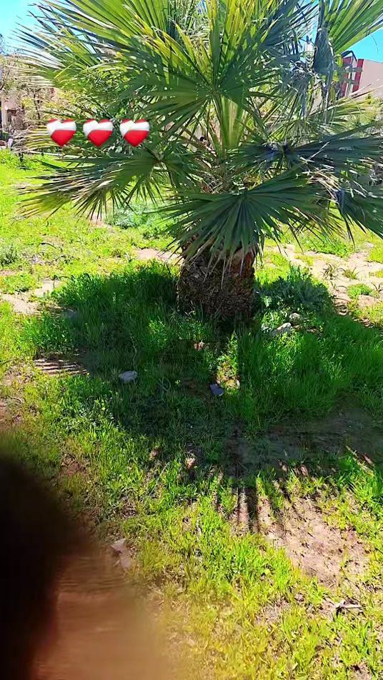 TikTok video thumbnail by rahilrodayna03