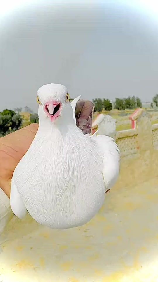 TikTok video thumbnail by ghulam.nabi.khan38
