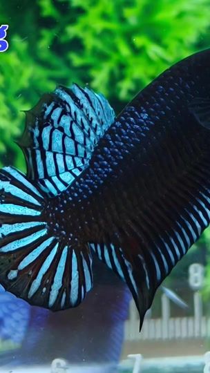 TikTok video thumbnail by pu.seng.78