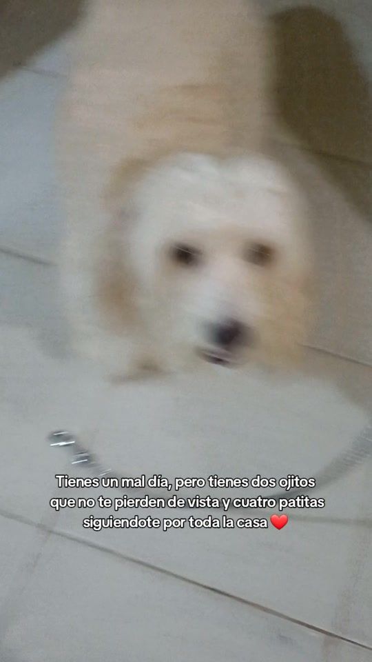 TikTok video thumbnail by capitan.poodle