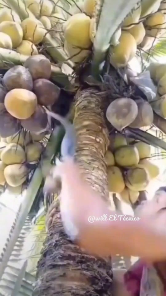 TikTok video thumbnail by will.el.tcnico