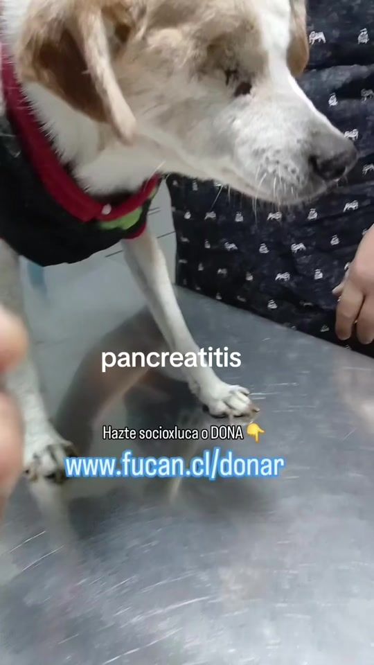 TikTok video thumbnail by fucanchile