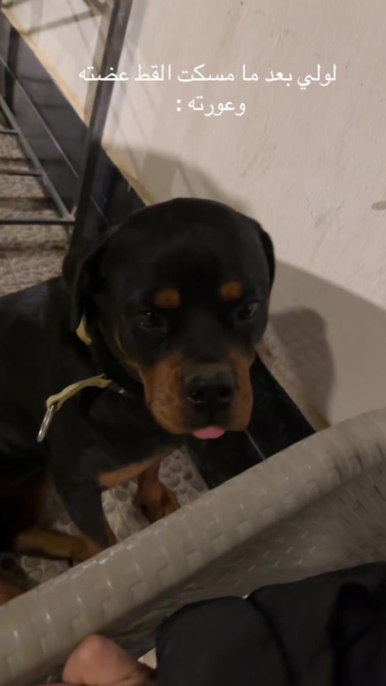 TikTok video thumbnail by omarsherbeni