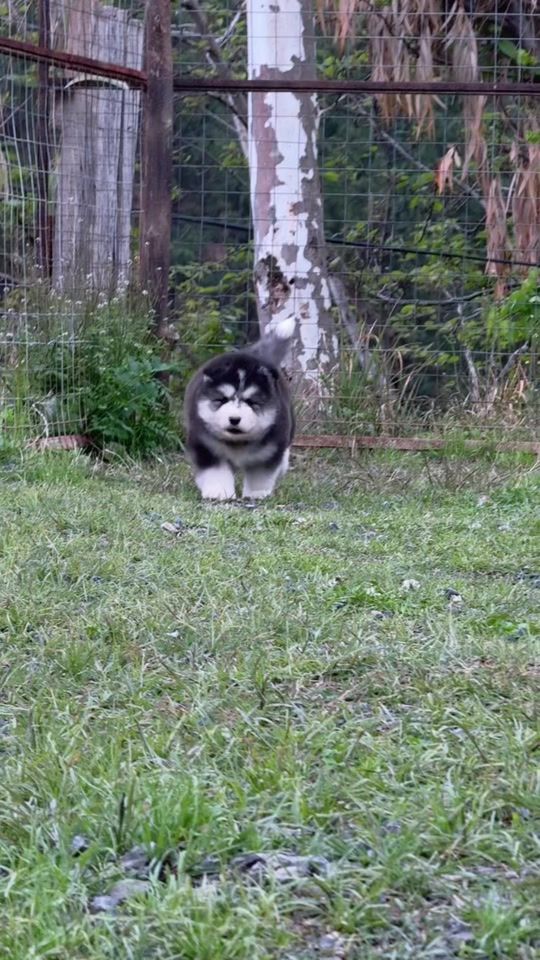 TikTok video thumbnail by husky_planet_pk