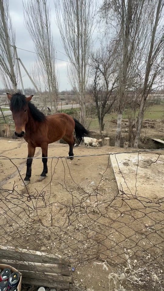 TikTok video thumbnail by tarazzhanat