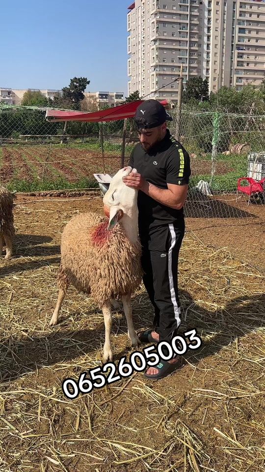 TikTok video thumbnail by abdouabdu03.31