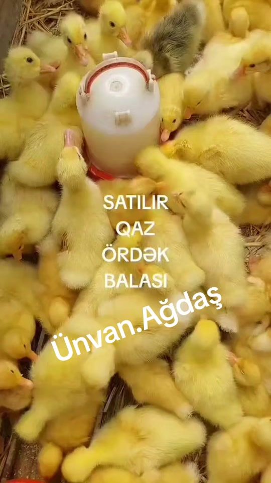 TikTok video thumbnail by user1939439330158