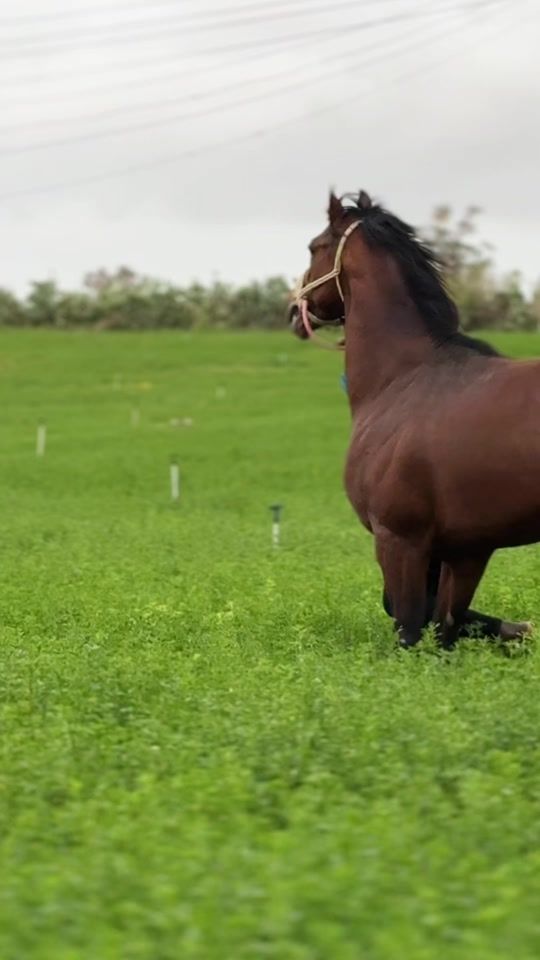 TikTok video thumbnail by mohammed...jofrs