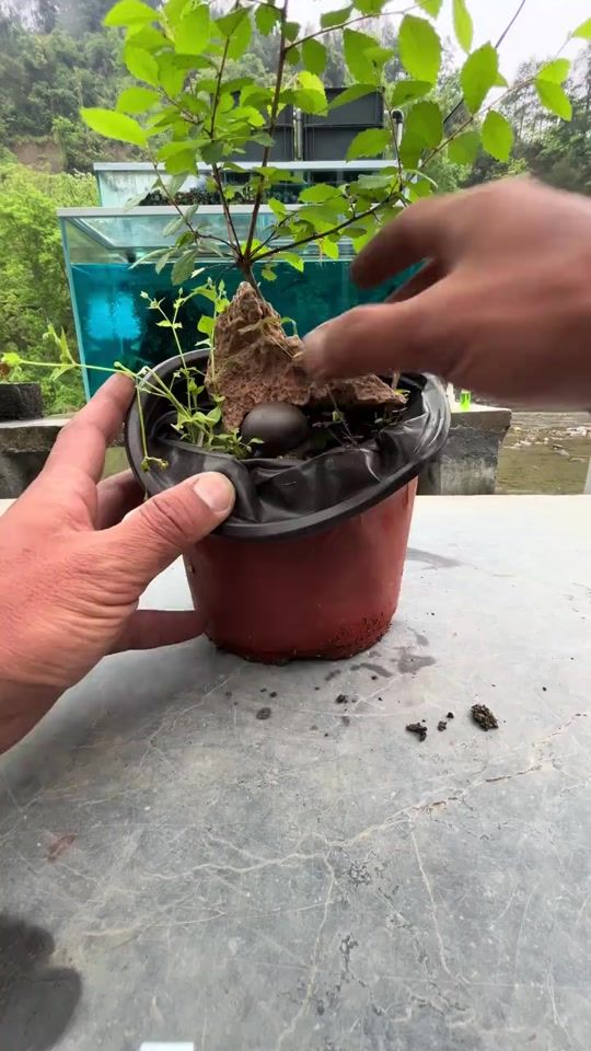 TikTok video thumbnail by v.danh406