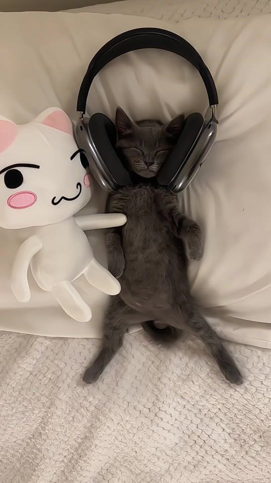 TikTok video thumbnail by _andrelyrics
