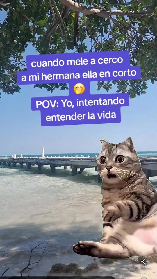 TikTok video thumbnail by eldiariodelsector1