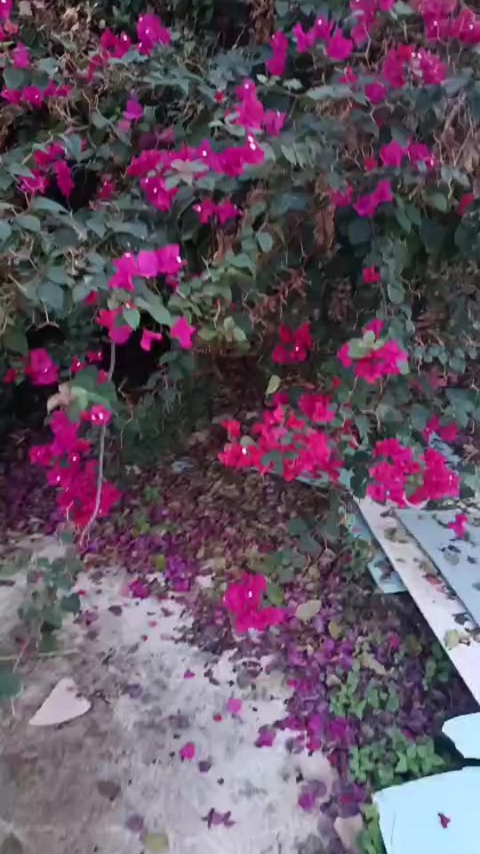 TikTok video thumbnail by mariam291i