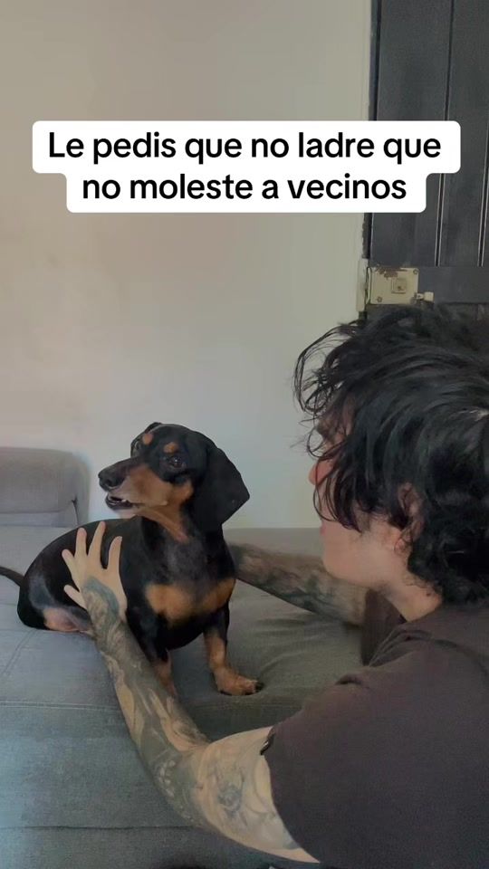 TikTok video thumbnail by perro_metacho