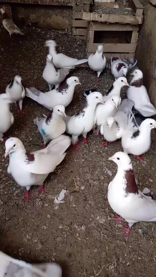 TikTok video thumbnail by telman_zeynalovv