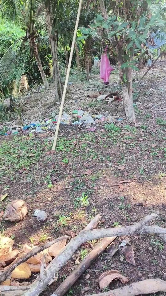 TikTok video thumbnail by spiders_green