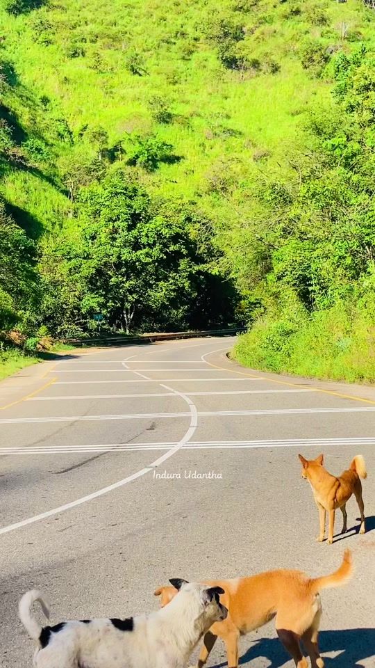 TikTok video thumbnail by induraudantha1
