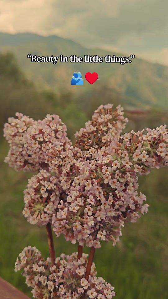 TikTok video thumbnail by softiesoul40