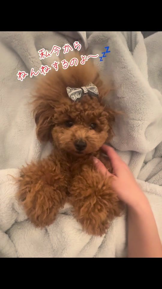 TikTok video thumbnail by maki0411mami