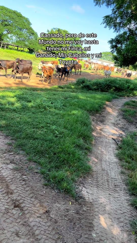 TikTok video thumbnail by pjsm14