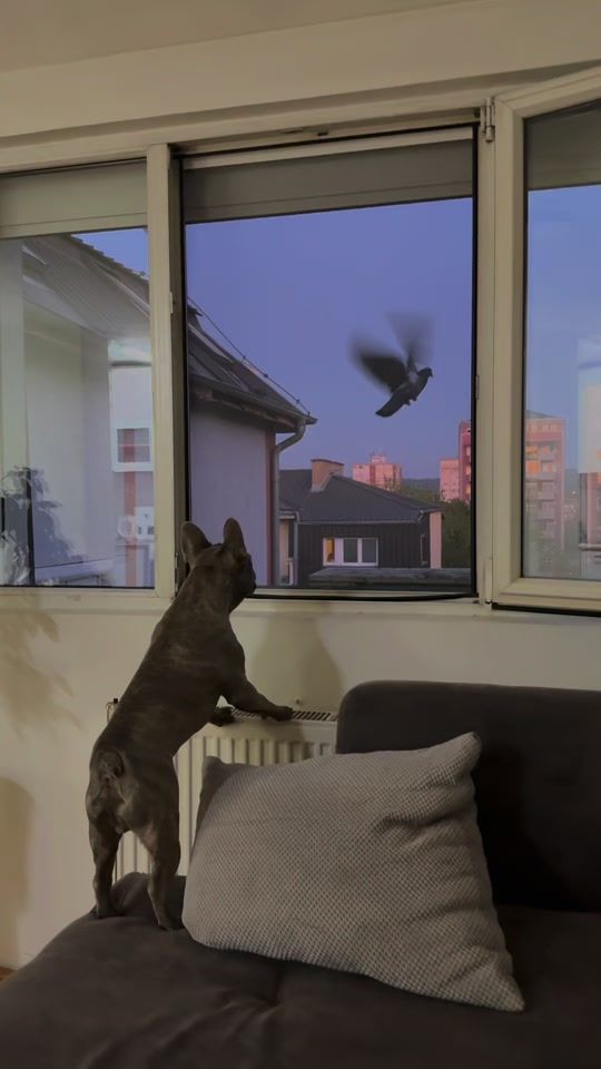 TikTok video thumbnail by zuluthefrenchie