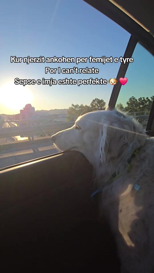 TikTok video thumbnail by coco.englishsetter