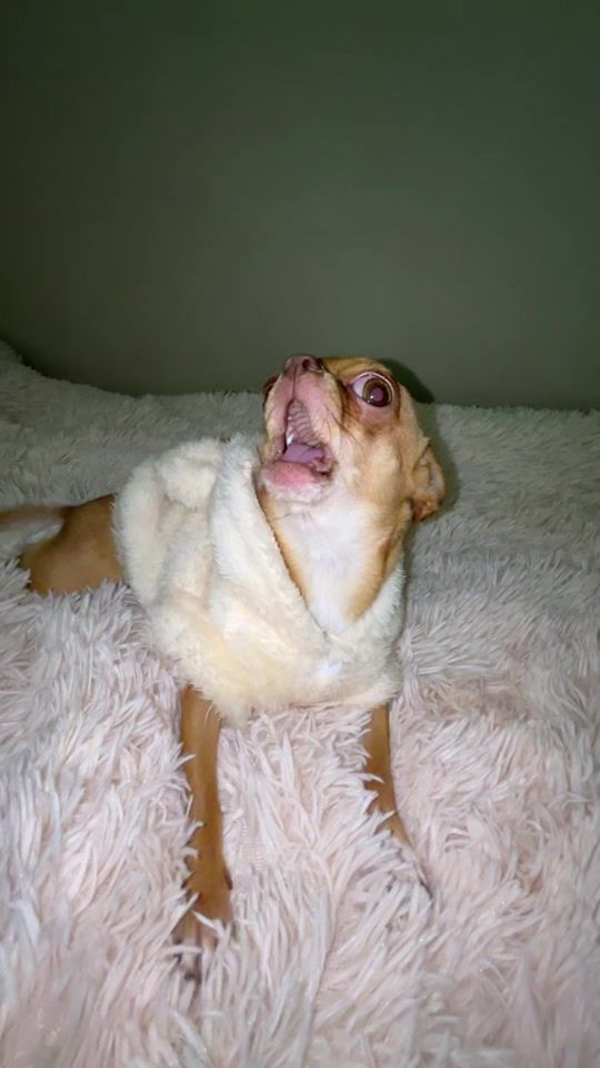 TikTok video thumbnail by milisia_chihuahua