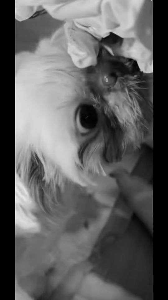 TikTok video thumbnail by shangragasa