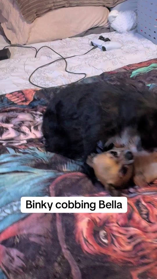 TikTok video thumbnail by binkythechichi2
