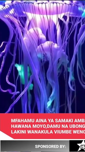 TikTok video thumbnail by elonswai