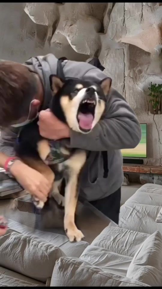 TikTok video thumbnail by syl_vester_7