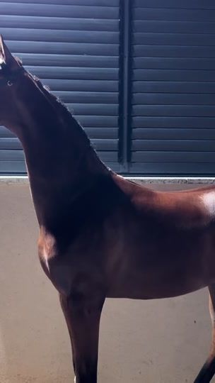 TikTok video thumbnail by ahasouna