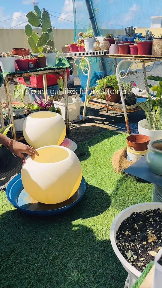 TikTok video thumbnail by zengardenspace
