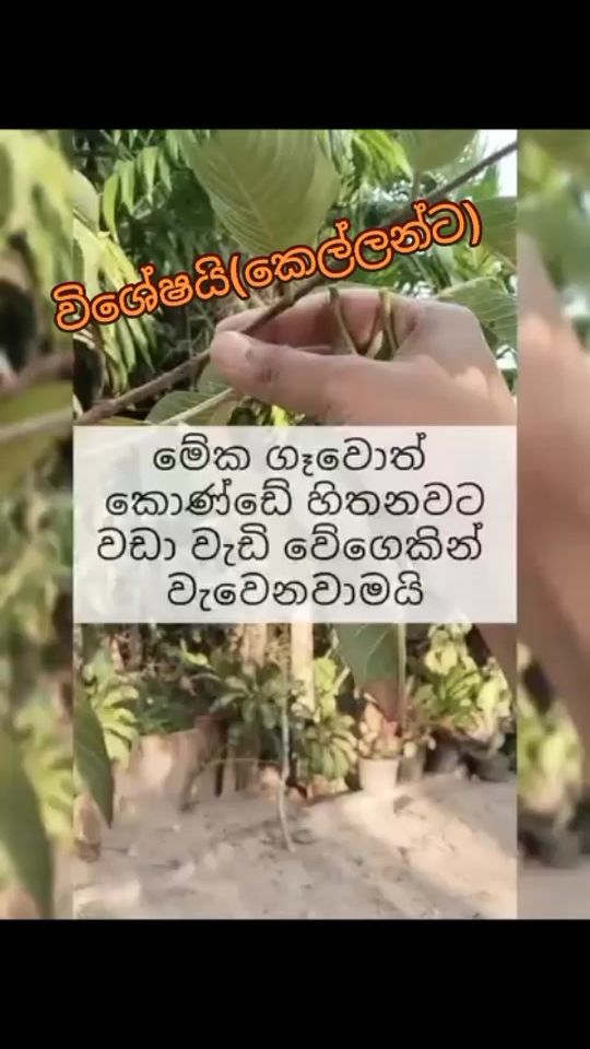 TikTok video thumbnail by nilushanravi