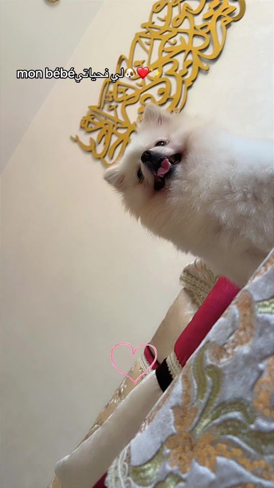 TikTok video thumbnail by queenfati93