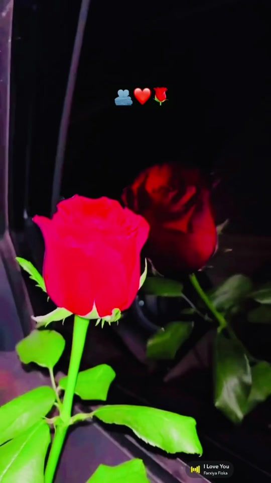 TikTok video thumbnail by shacnibbe33